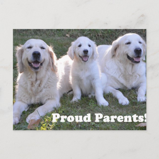 Postal Golden Retriever Puppy with Proud Parents (Anverso)