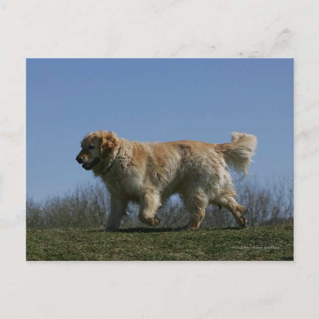 Postal Golden retriever que corre 3 (Anverso)