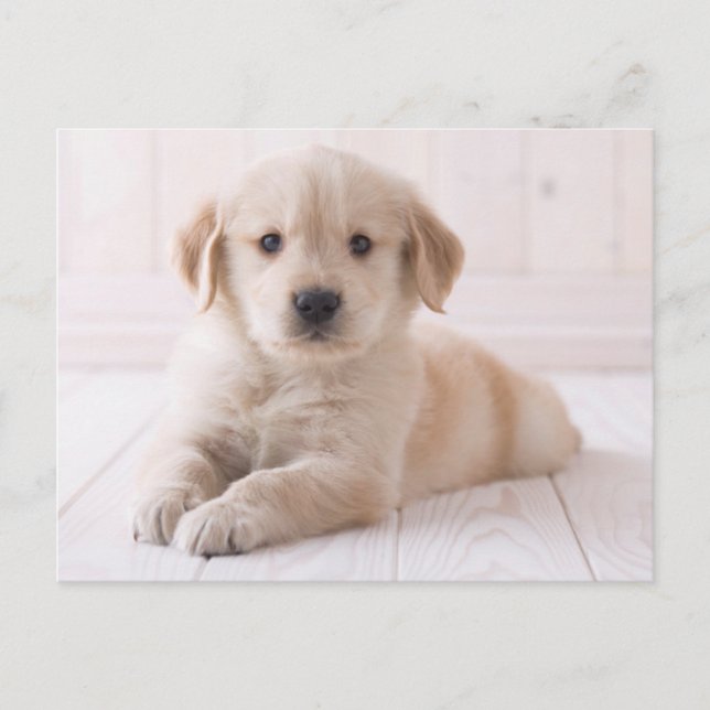 Postal Golden retriever que se acuesta (Anverso)