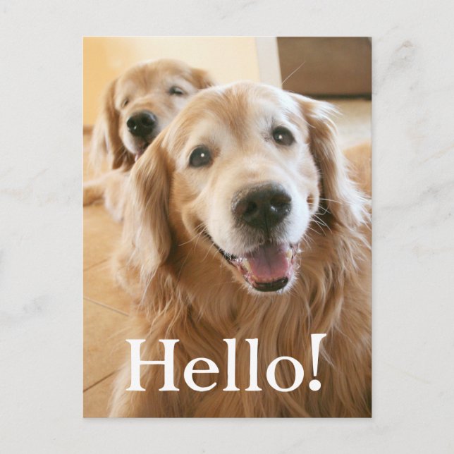 Postal Golden retriever sonriente hola (Anverso)