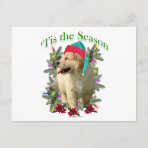 Postal Golden Retriever ‘Tis