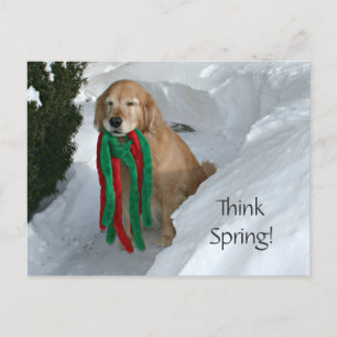 Postal Golden Retriever With Toy In Snow