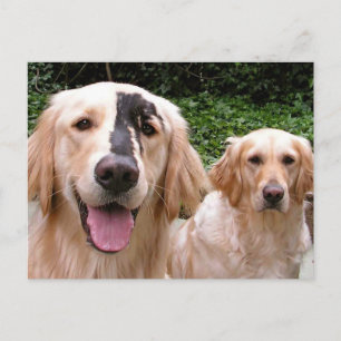 Postal Golden Retrievers Peter Fox and Mom Postcard