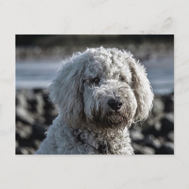 Postal goldendoodle (Anverso)