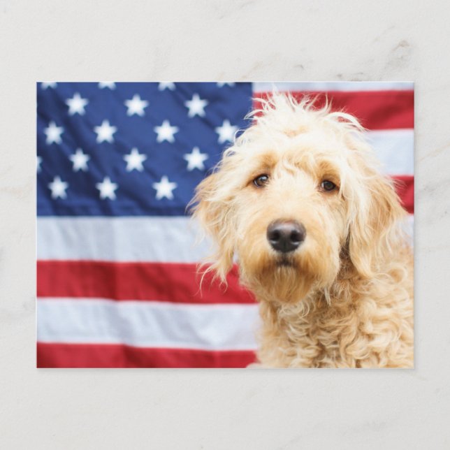 Postal Goldendoodle con bandera estadounidense (Anverso)