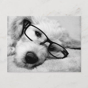 Postal Goldendoodle Con Gafas
