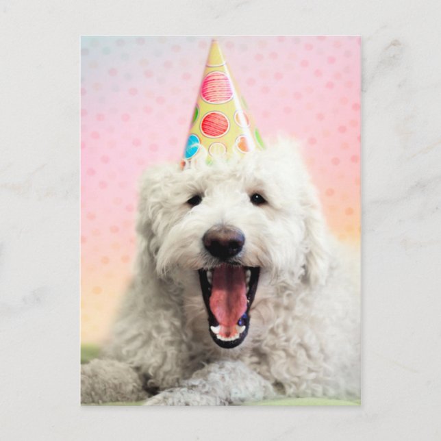 Postal Goldendoodle Con Gorra Fiesta (Anverso)