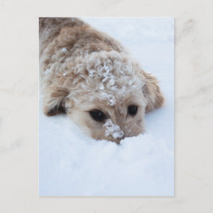 Postal Goldendoodle Con Nariz En Nieve