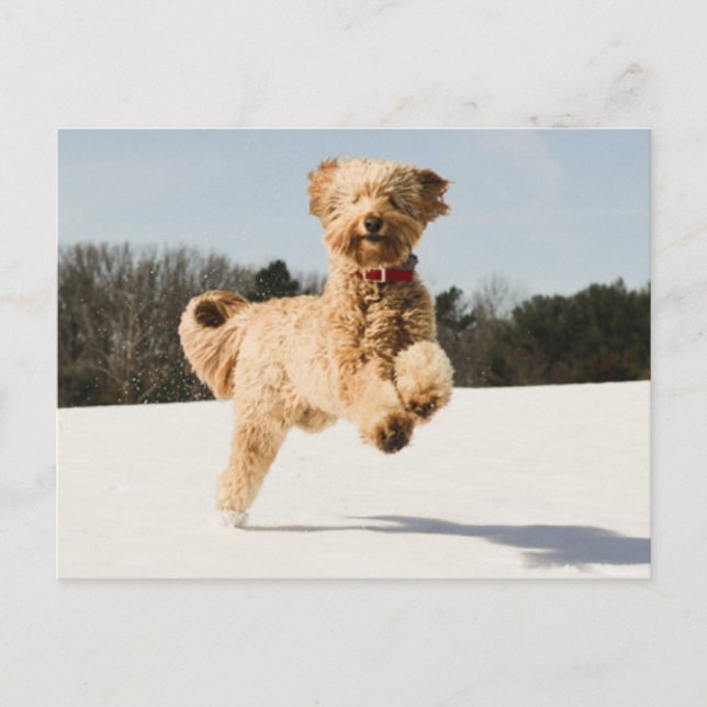 Postal Goldendoodle corriendo por el campo (Anverso)