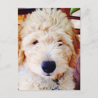 Postal Goldendoodle Puppy