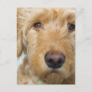 Postal Goldendoodle Puppy Closeup