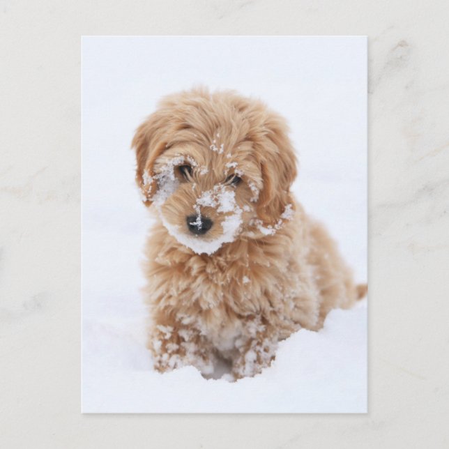 Postal Goldendoodle Puppy Con Nieve En La Cara (Anverso)