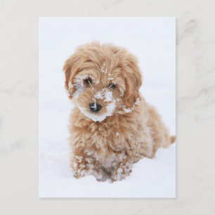 Postal Goldendoodle Puppy Con Nieve En La Cara