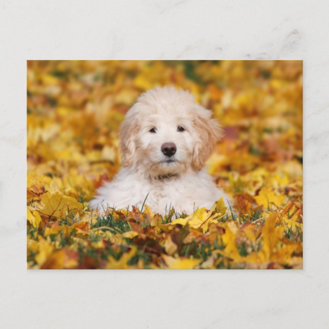 Postal Goldendoodle Puppy En Hojas Caídas (Anverso)
