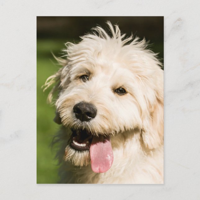 Postal Goldendoodle Puppy Panting (Anverso)