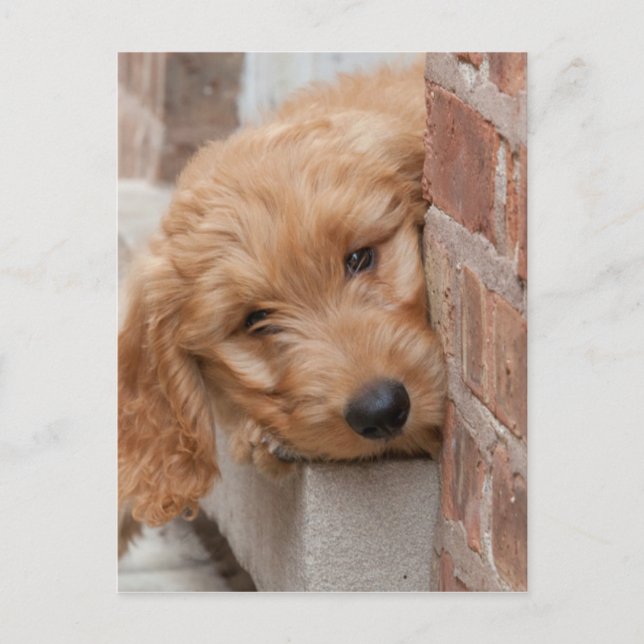 Postal Goldendoodle Puppy Peeking (Anverso)