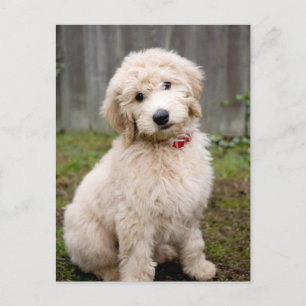 Postal Goldendoodle Puppy Sits En Grasa