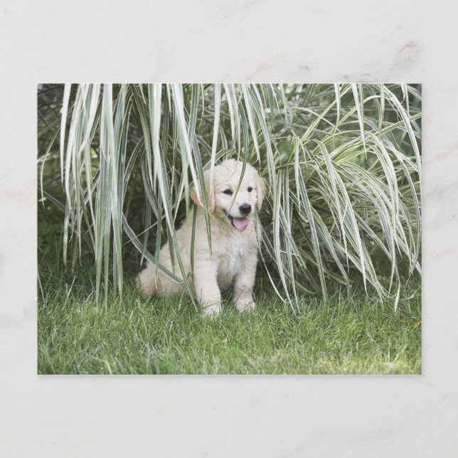 Postal Goldendoodle puppy sitting under tall grasses (Anverso)