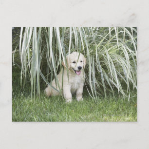 Postal Goldendoodle puppy sitting under tall grasses
