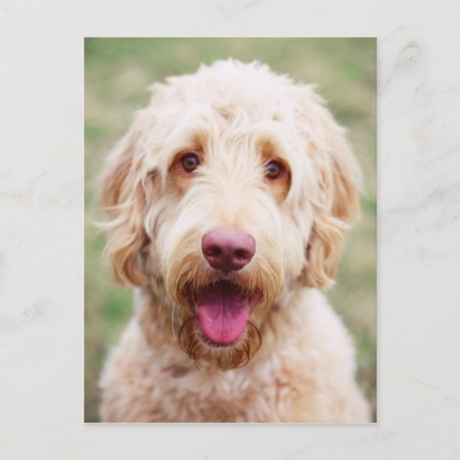 Postal Goldendoodle Smiling (Anverso)