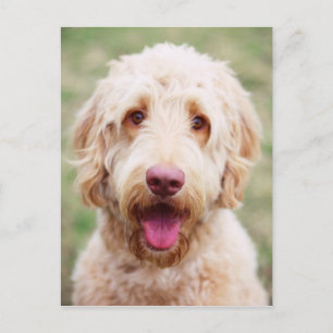 Postal Goldendoodle Smiling