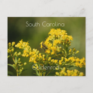 Postal Goldenrod