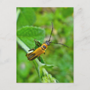 Postal Goldenrod Soldier Beetle