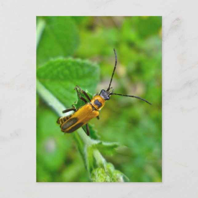 Postal Goldenrod Soldier Beetle (Anverso)