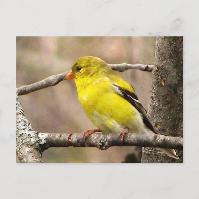 Postal Goldfinch (Anverso)
