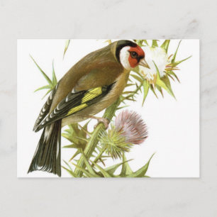 Postal Goldfinch