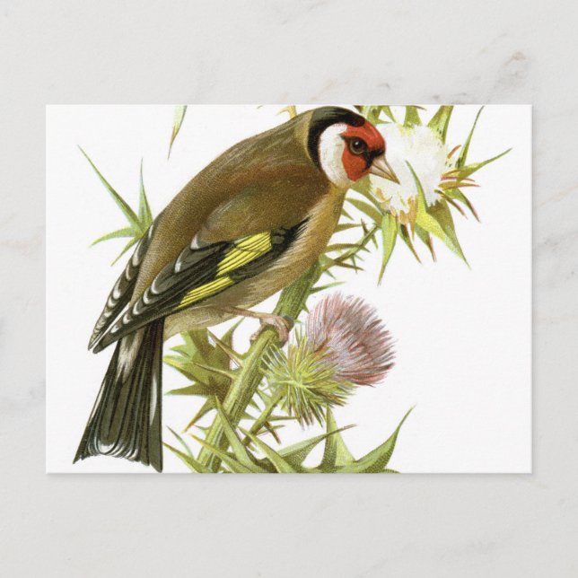 Postal Goldfinch (Anverso)