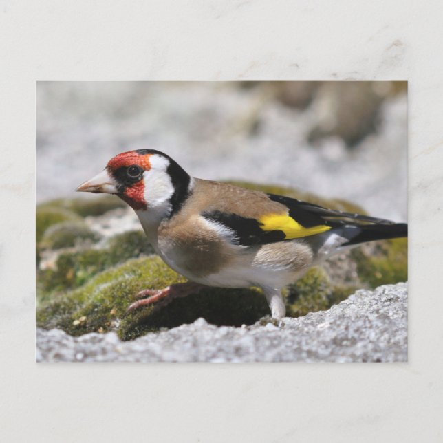 Postal Goldfinch (Anverso)