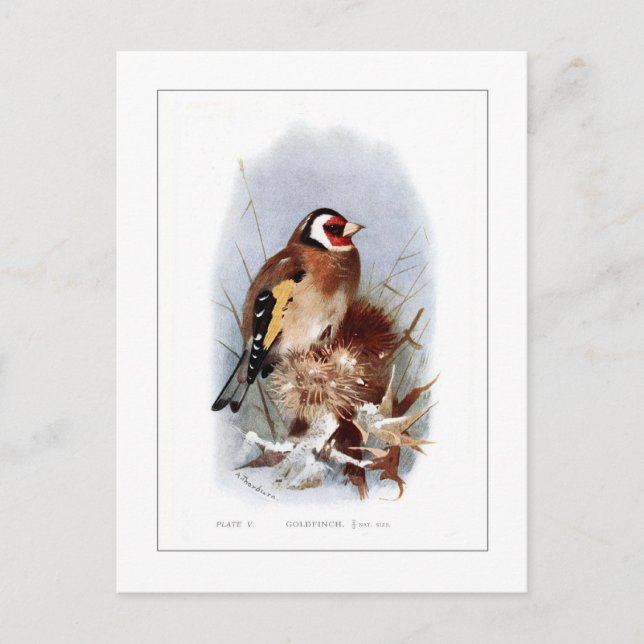 Postal Goldfinch (Anverso)