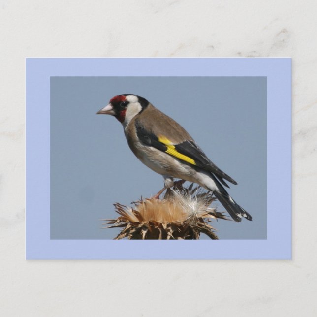Postal Goldfinch (Anverso)