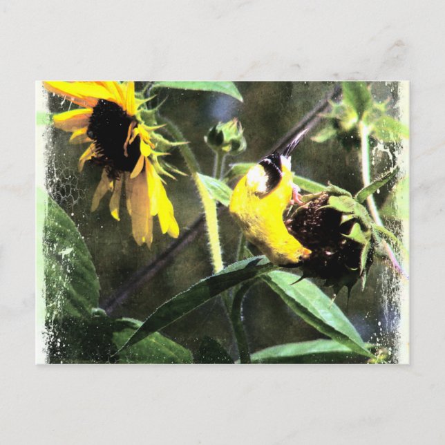 Postal Goldfinch (Anverso)