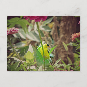 Postal Goldfinch