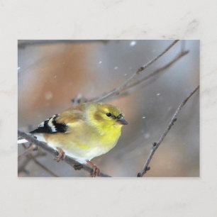 Postal Goldfinch