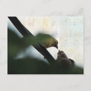 Postal Goldfinch alimenta a Chick