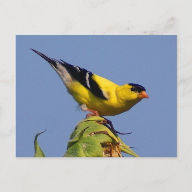 Postal Goldfinch americano (Anverso)