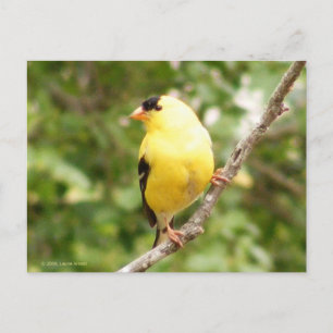 Postal Goldfinch americano