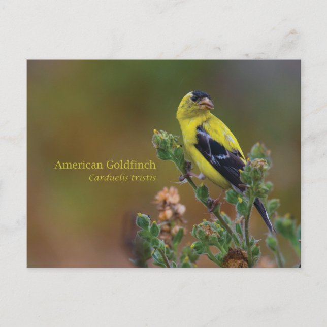 Postal Goldfinch americano (Anverso)