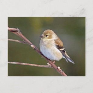 Postal Goldfinch americano