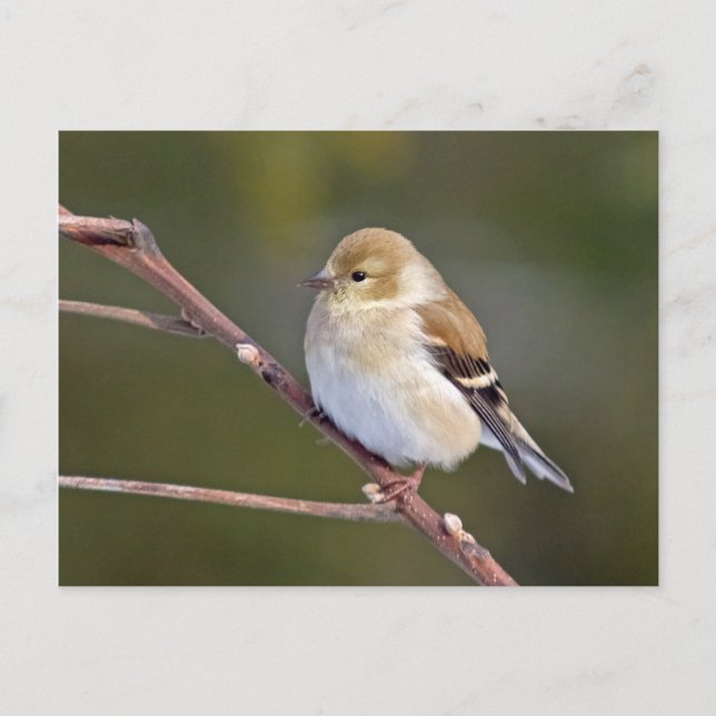 Postal Goldfinch americano (Anverso)