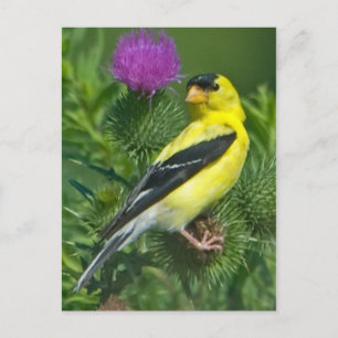 Postal Goldfinch americano