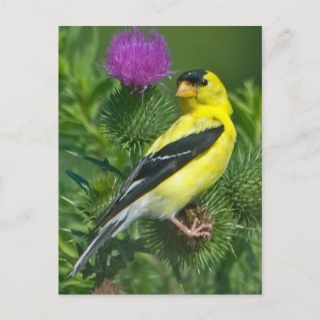 Postal Goldfinch americano (Anverso)