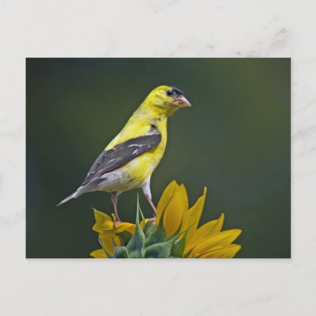 Postal Goldfinch en Sunflower (Anverso)