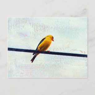 Postal Goldfinch en una línea de energía