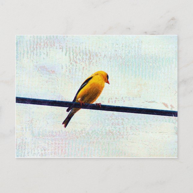 Postal Goldfinch en una línea de energía (Anverso)