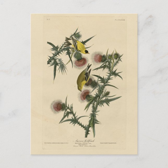Postal Goldfinch estadounidense de los pájaros de Estados (Anverso)