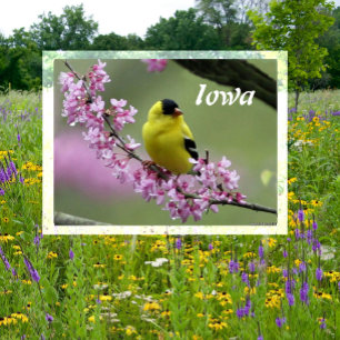 Postal Goldfinch estadounidense en el árbol Redbud, ave e